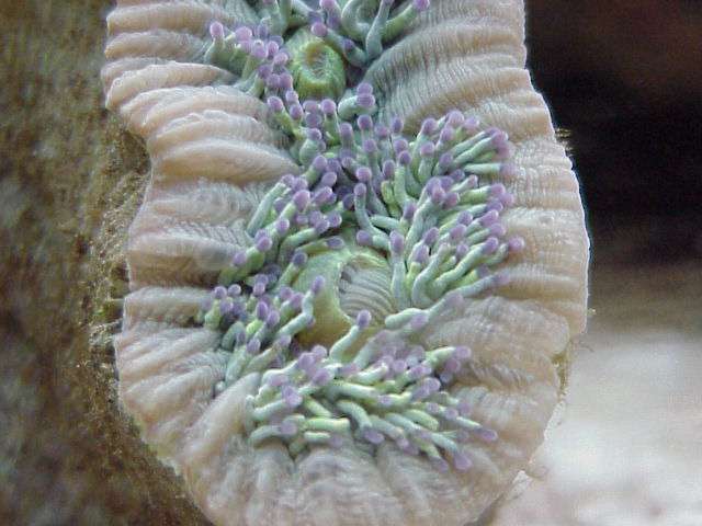 Green Elegance Coral