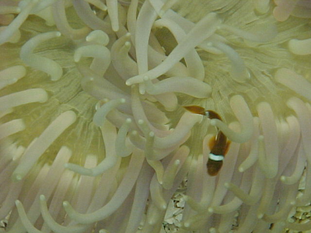 Pacific Anemone